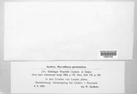 Bauerago vuyckii image